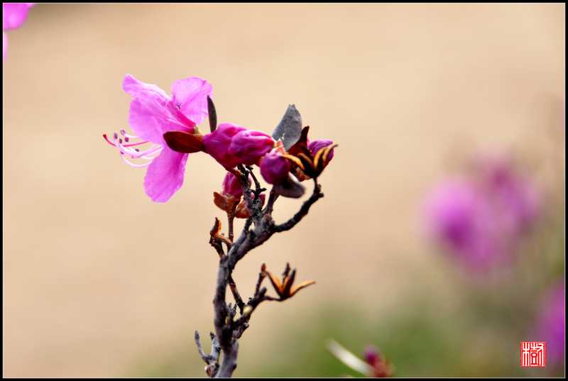 DSC_0155_副本.jpg